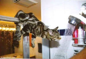 thirsty_kitty.jpg
