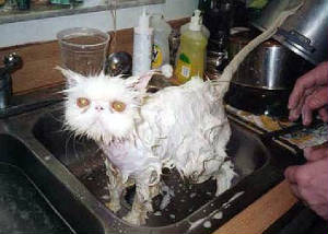 wet.jpg